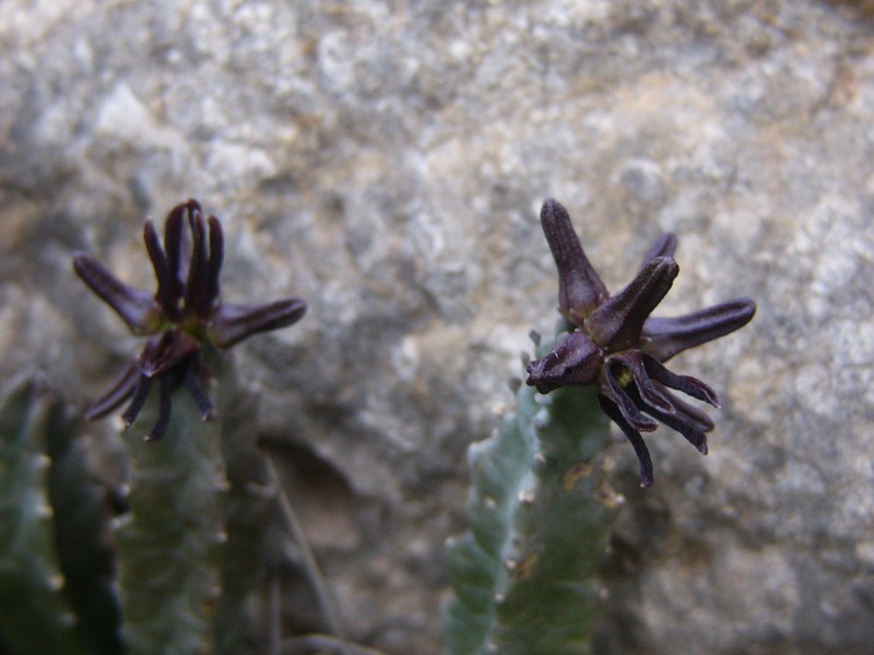 Apteranthes munbyana photo 3