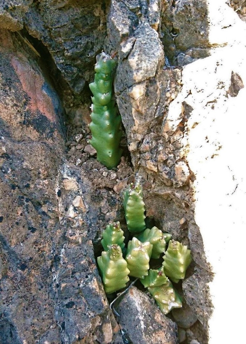 Apteranthes munbyana photo 4