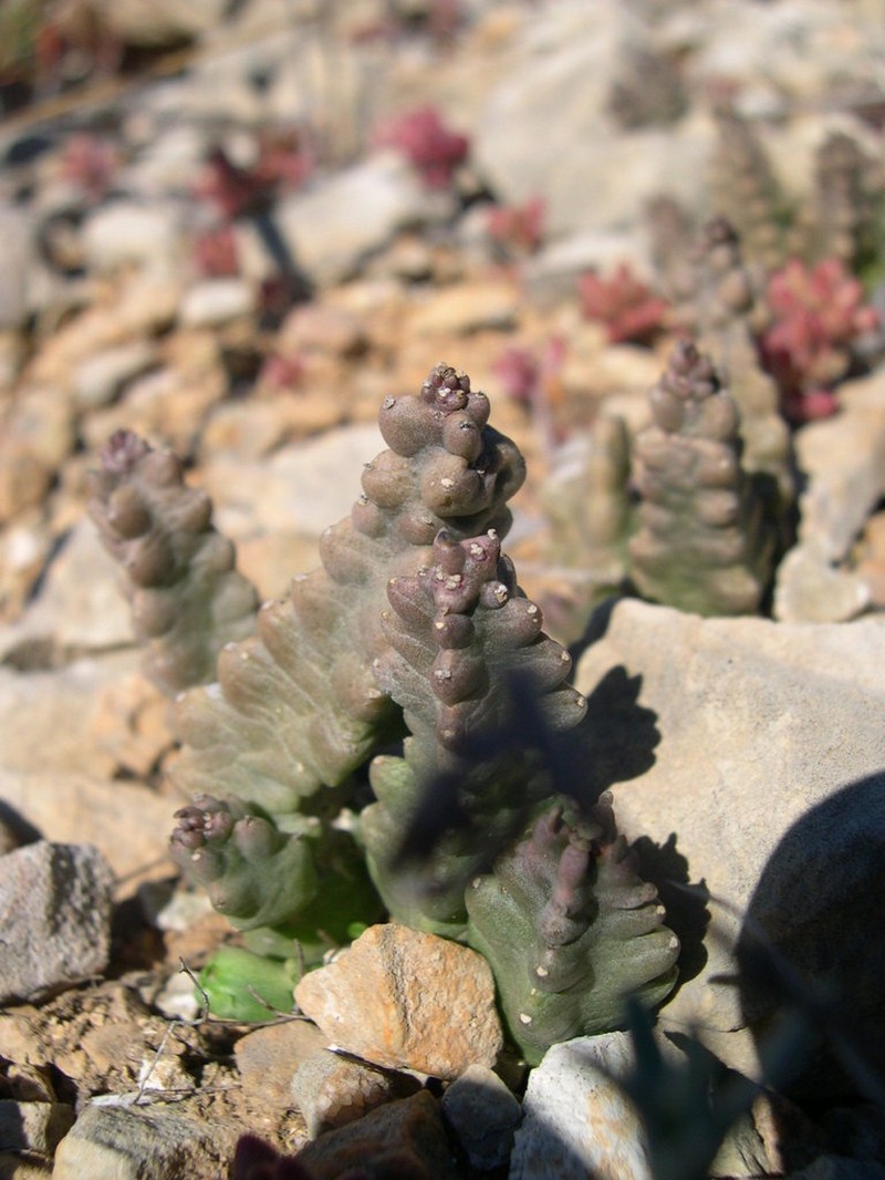 Apteranthes munbyana photo 5