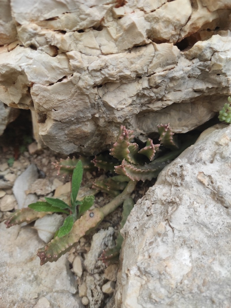 Apteranthes munbyana photo 6