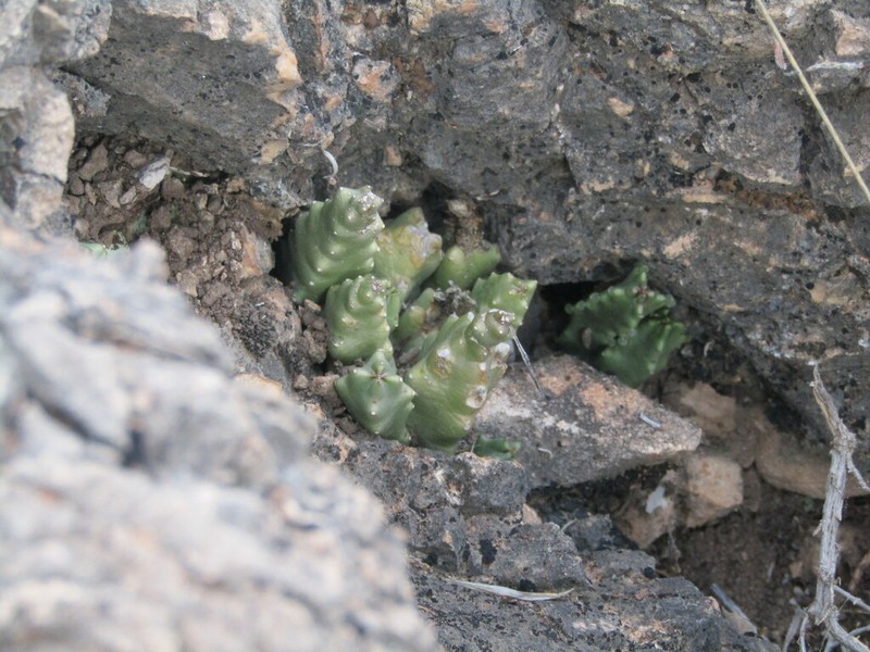 Apteranthes munbyana photo 7