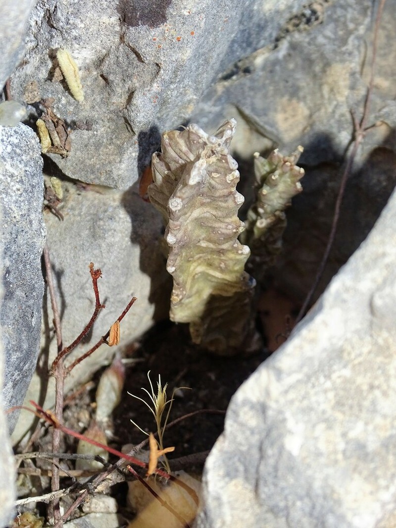 Apteranthes munbyana photo 8