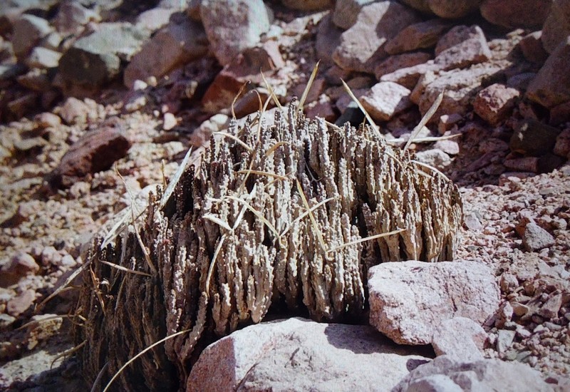 Apteranthes tuberculata