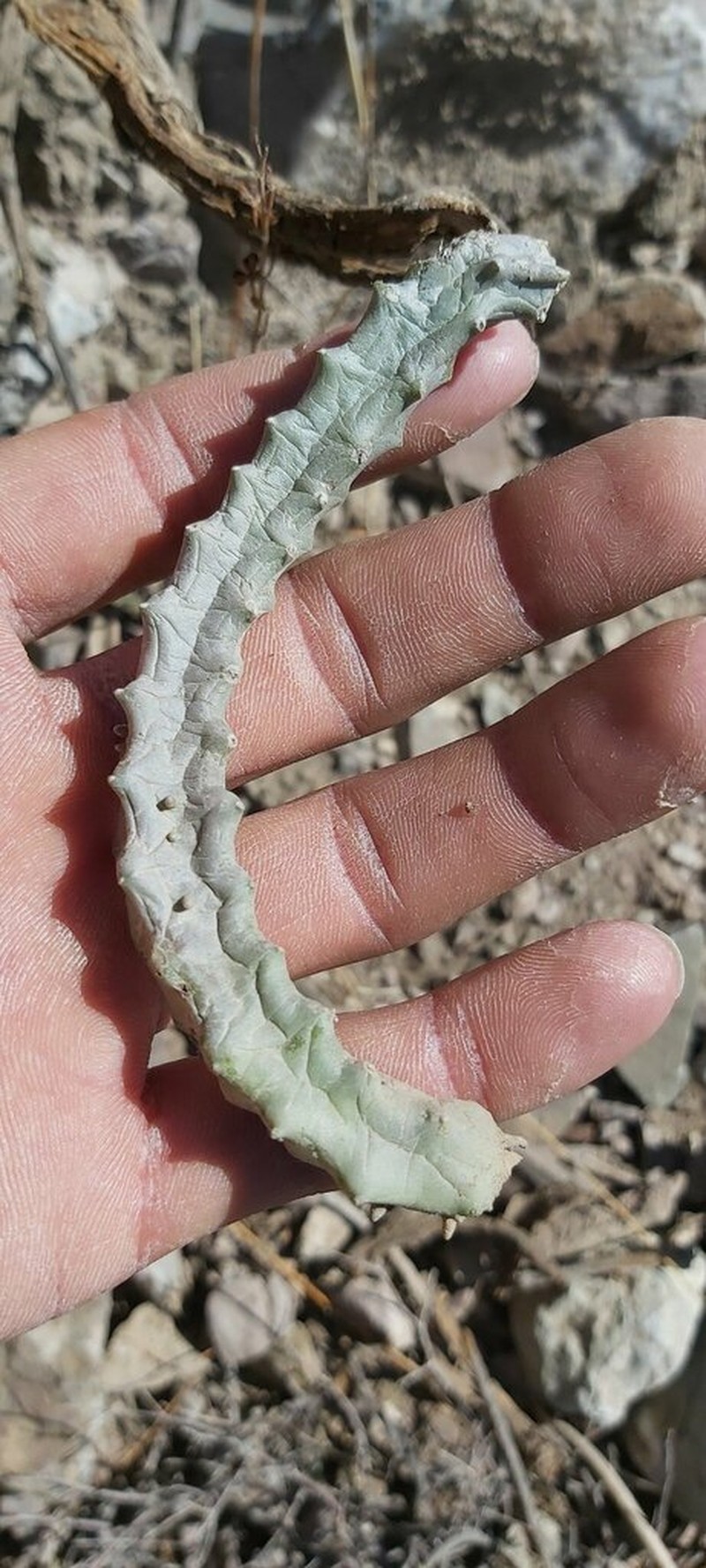 Apteranthes tuberculata photo 2