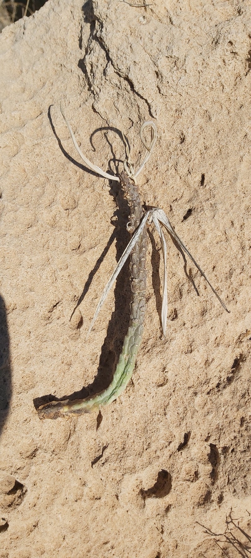 Apteranthes tuberculata photo 6