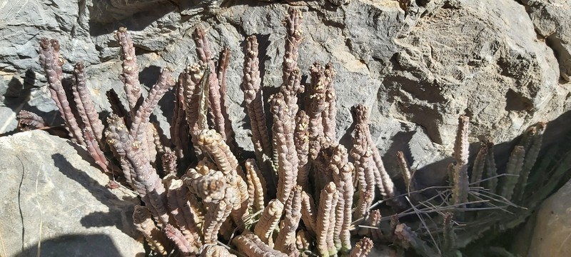Apteranthes tuberculata photo 7