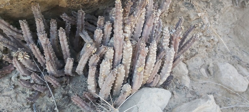 Apteranthes tuberculata photo 8