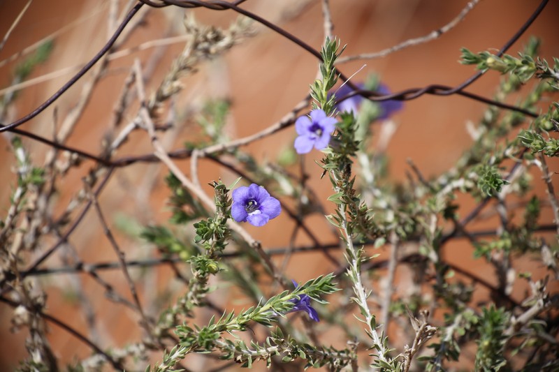Aptosimum albomarginatum