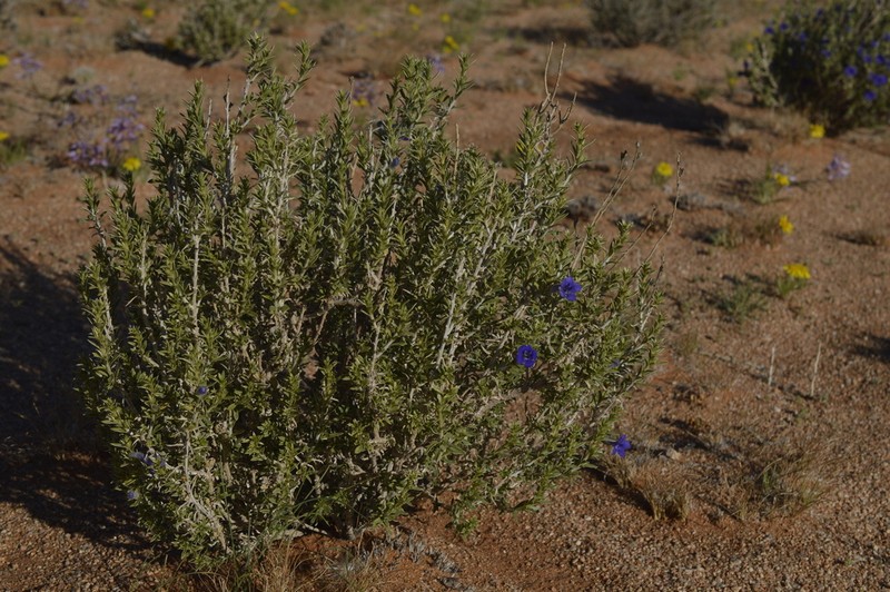Aptosimum albomarginatum photo 2