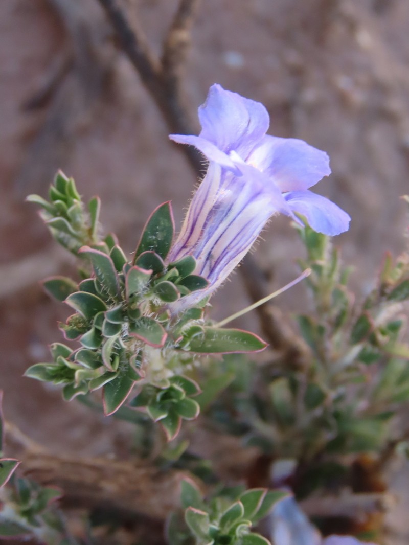 Aptosimum albomarginatum photo 3