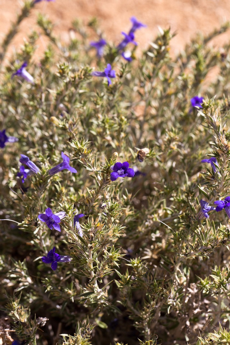 Aptosimum albomarginatum photo 4