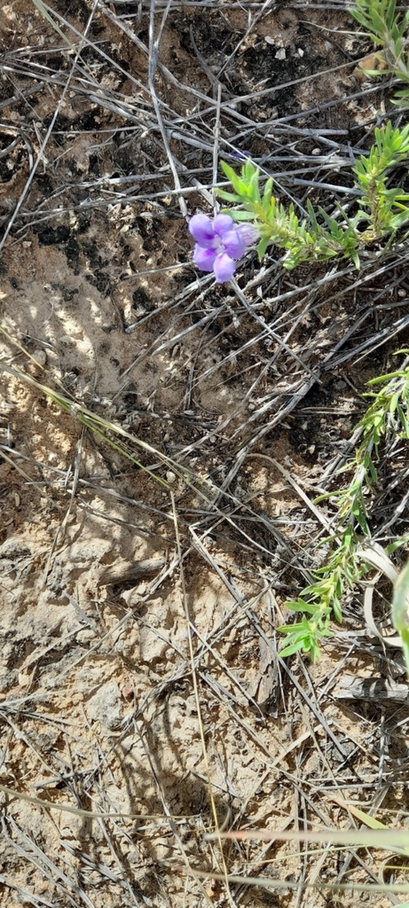Aptosimum albomarginatum photo 5