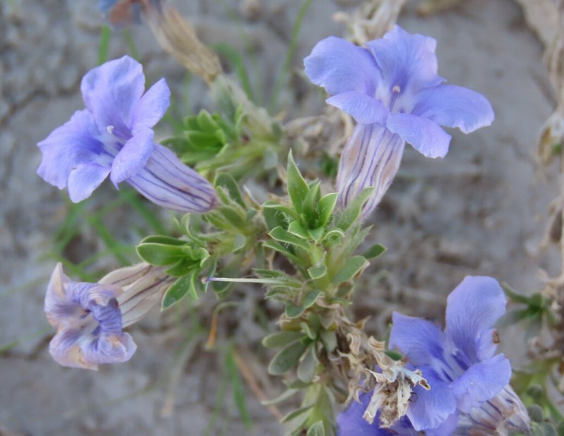 Aptosimum albomarginatum photo 6