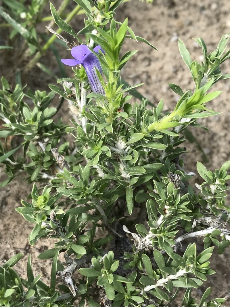 Aptosimum albomarginatum photo 7
