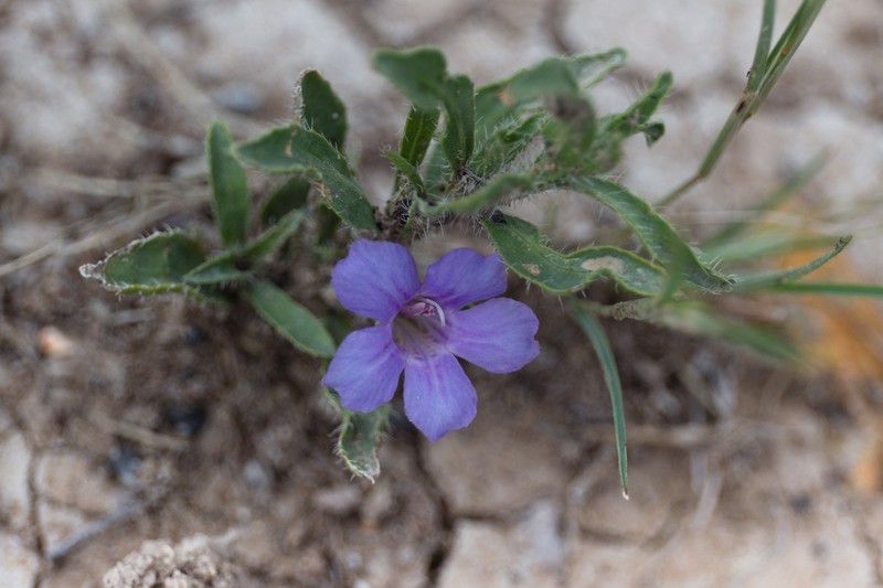Aptosimum arenarium