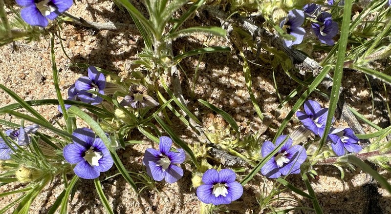 Aptosimum arenarium photo 2