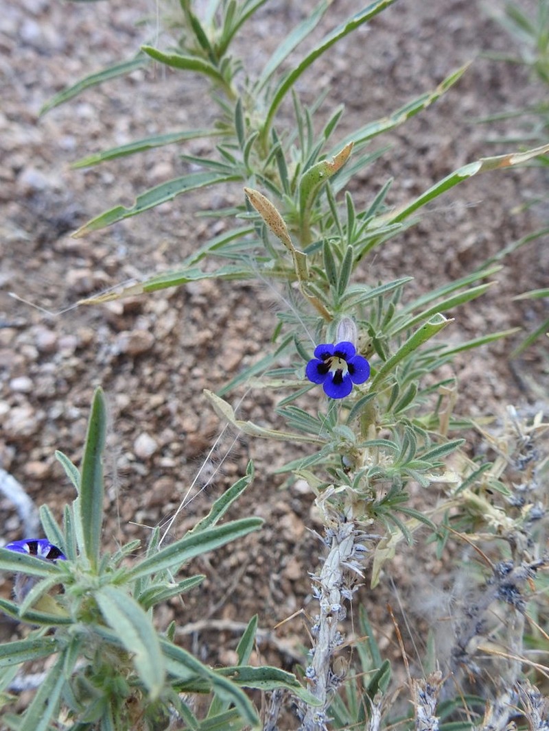 Aptosimum arenarium photo 3