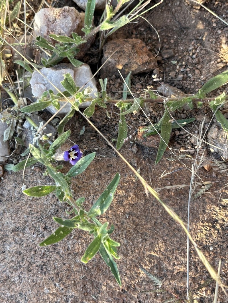 Aptosimum arenarium photo 4