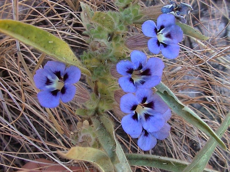 Aptosimum arenarium photo 5