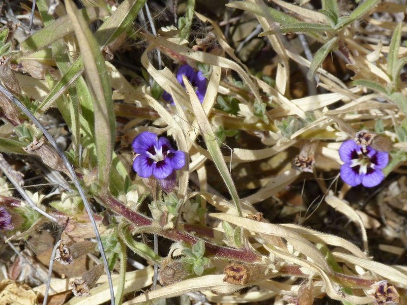 Aptosimum arenarium photo 6