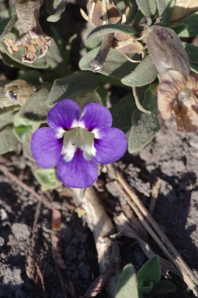 Aptosimum decumbens