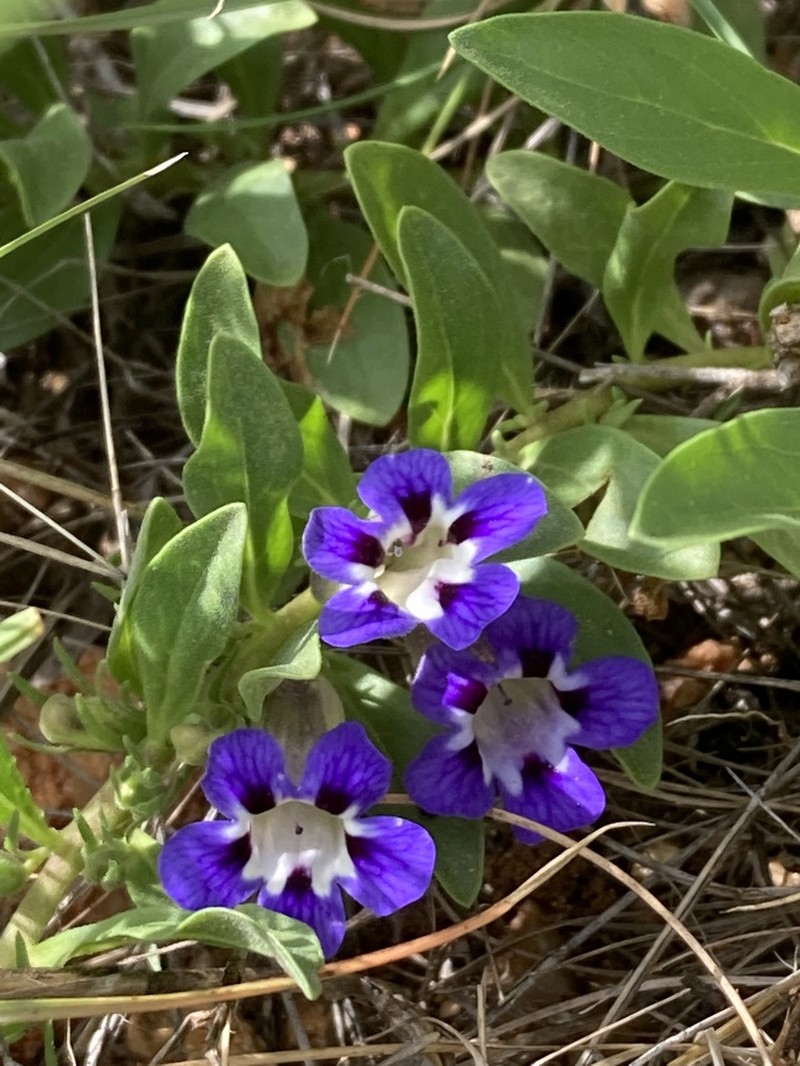 Aptosimum decumbens photo 2