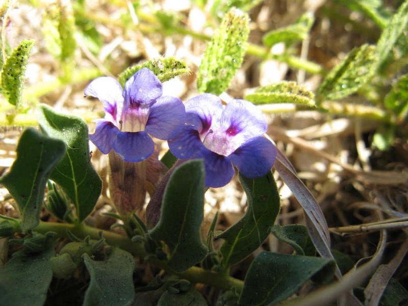 Aptosimum decumbens photo 3