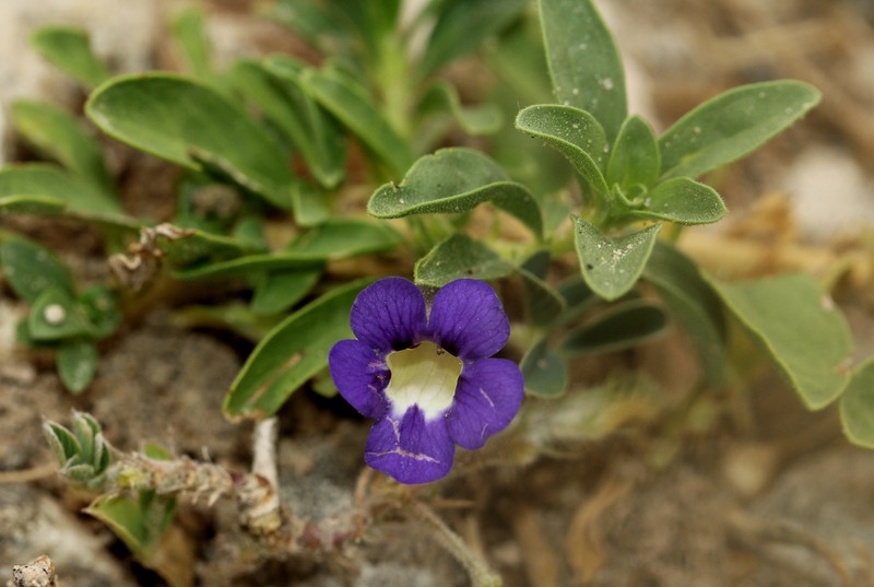 Aptosimum decumbens photo 4