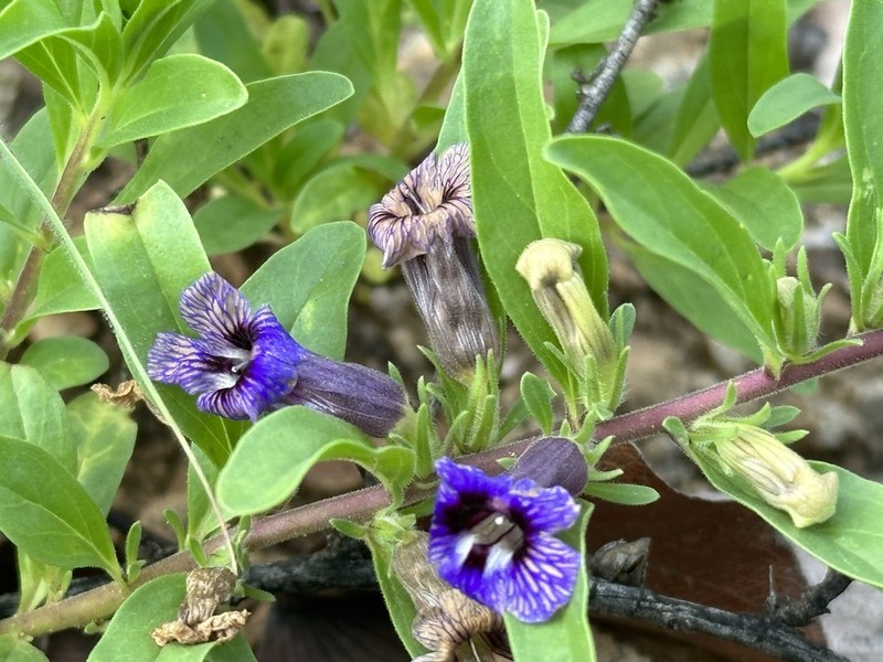 Aptosimum decumbens photo 5