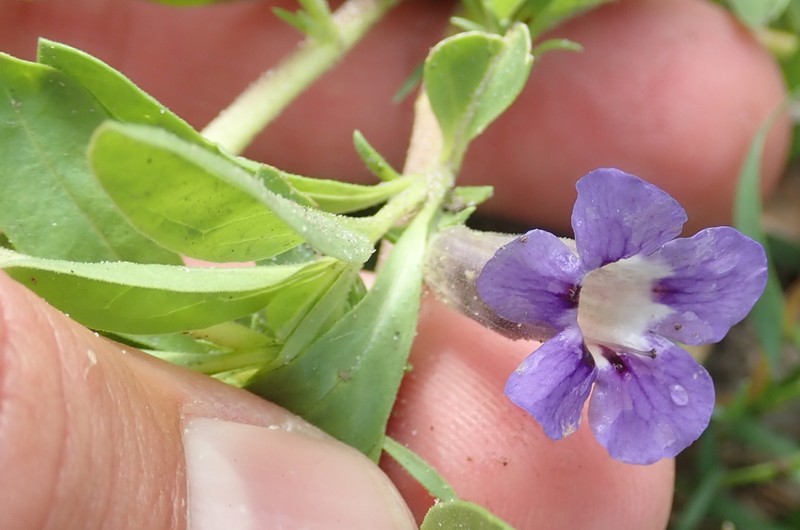 Aptosimum decumbens photo 6