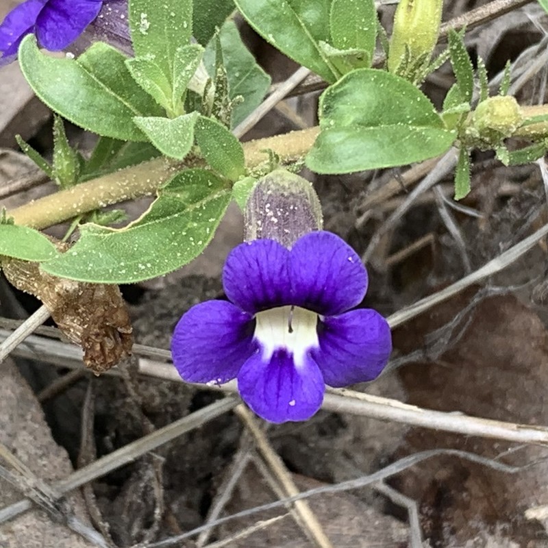 Aptosimum decumbens photo 7