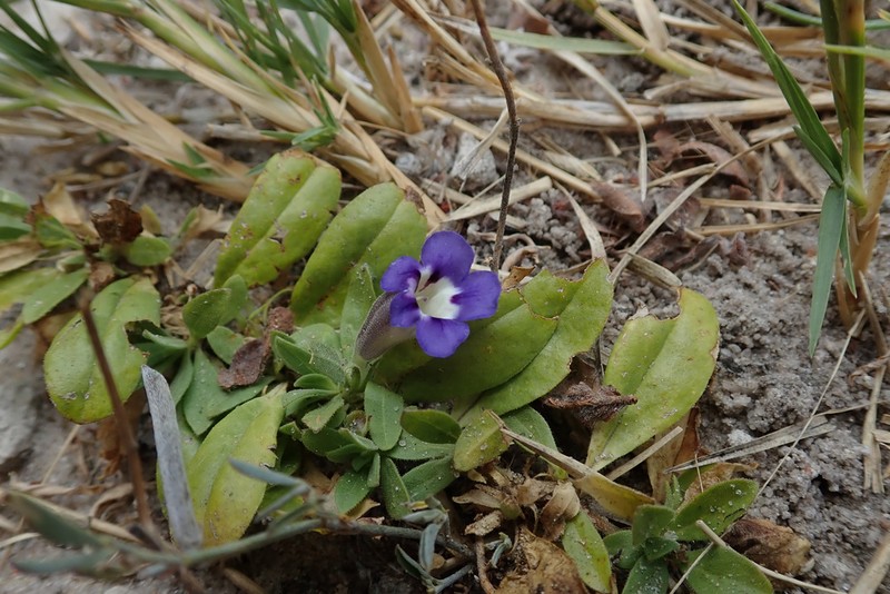 Aptosimum decumbens photo 8