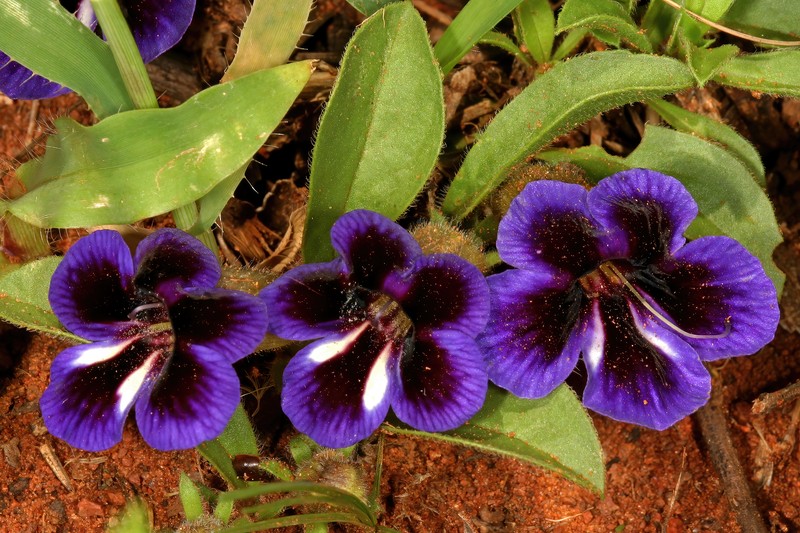Aptosimum elongatum