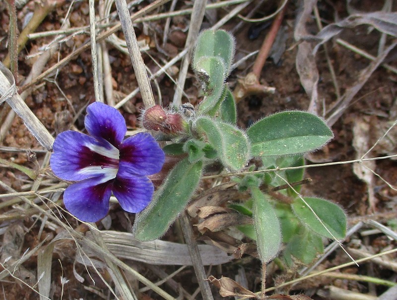 Aptosimum elongatum photo 2