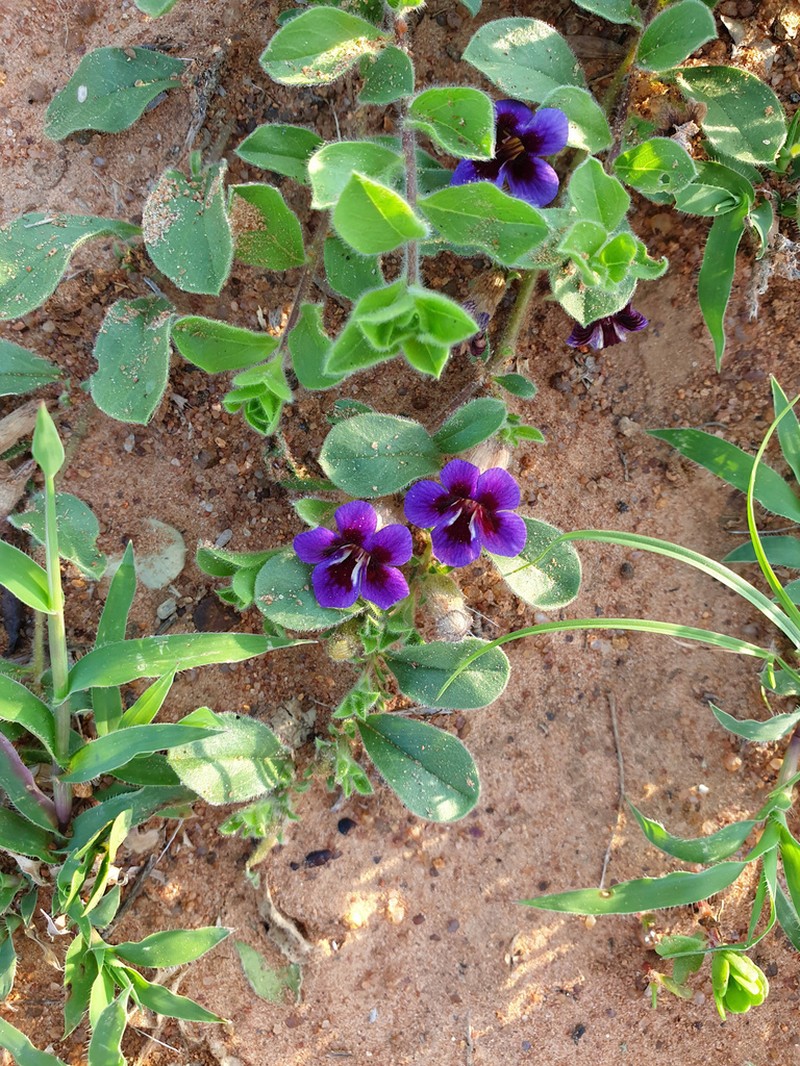 Aptosimum elongatum photo 3