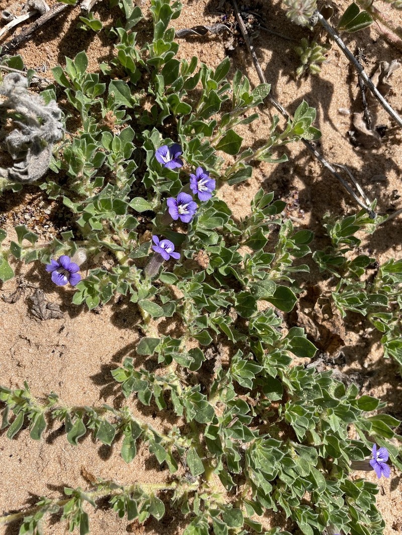 Aptosimum elongatum photo 4