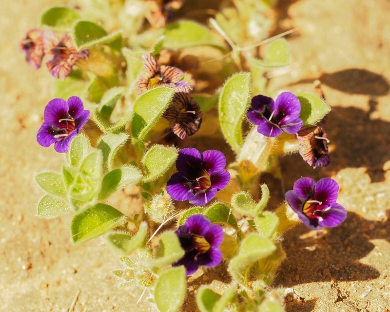 Aptosimum elongatum photo 5
