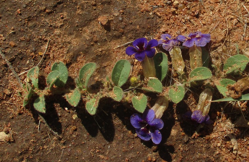 Aptosimum elongatum photo 6