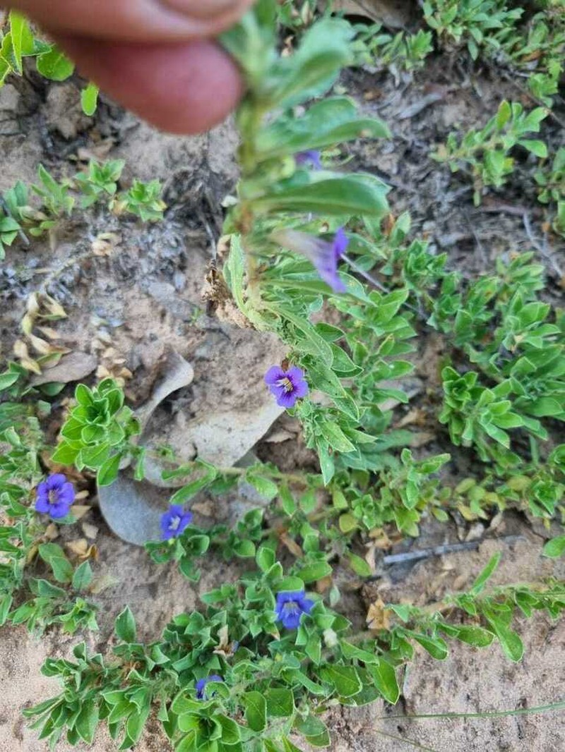 Aptosimum elongatum photo 7