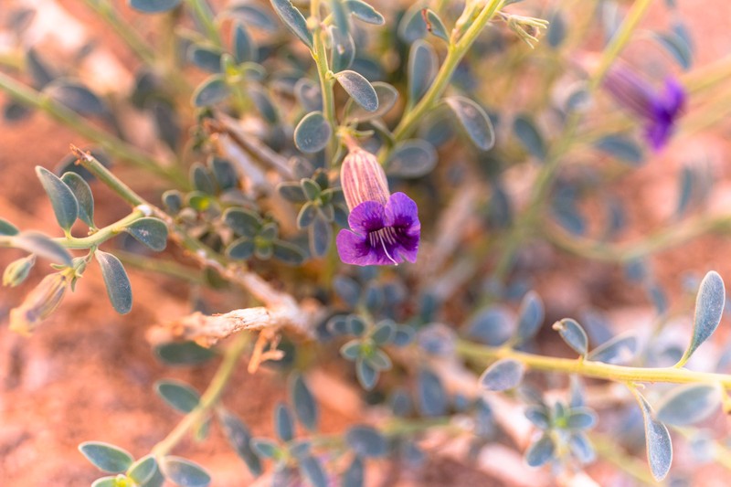 Aptosimum eriocephalum