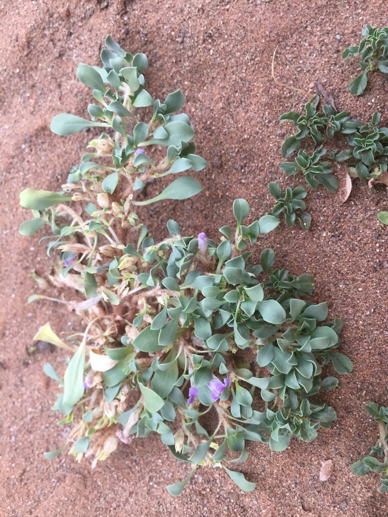 Aptosimum eriocephalum photo 2