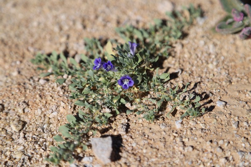 Aptosimum eriocephalum photo 3