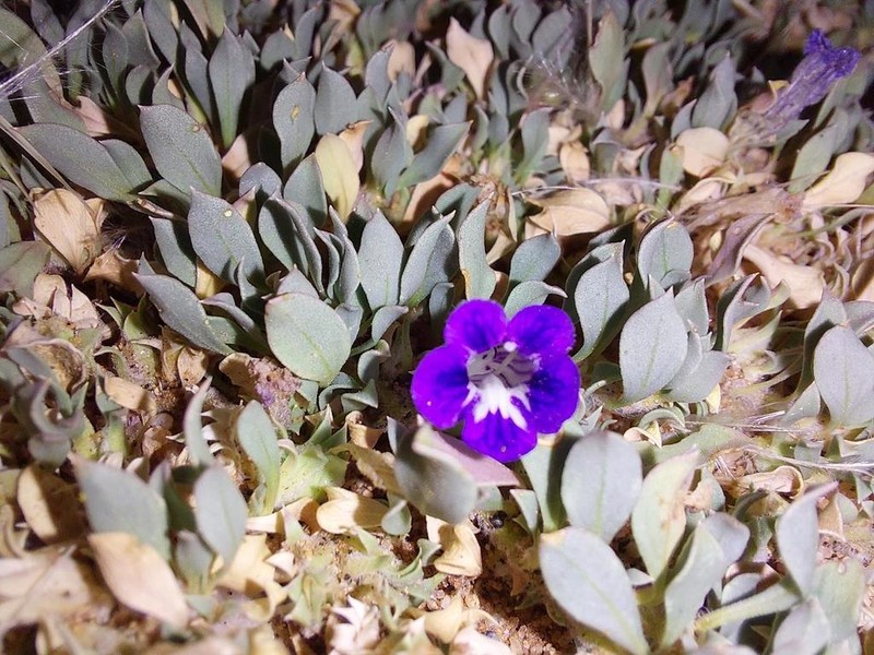 Aptosimum eriocephalum photo 4