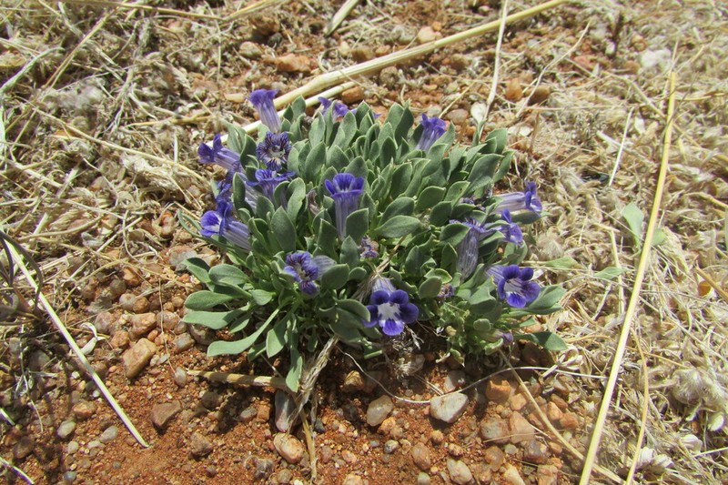 Aptosimum eriocephalum photo 5
