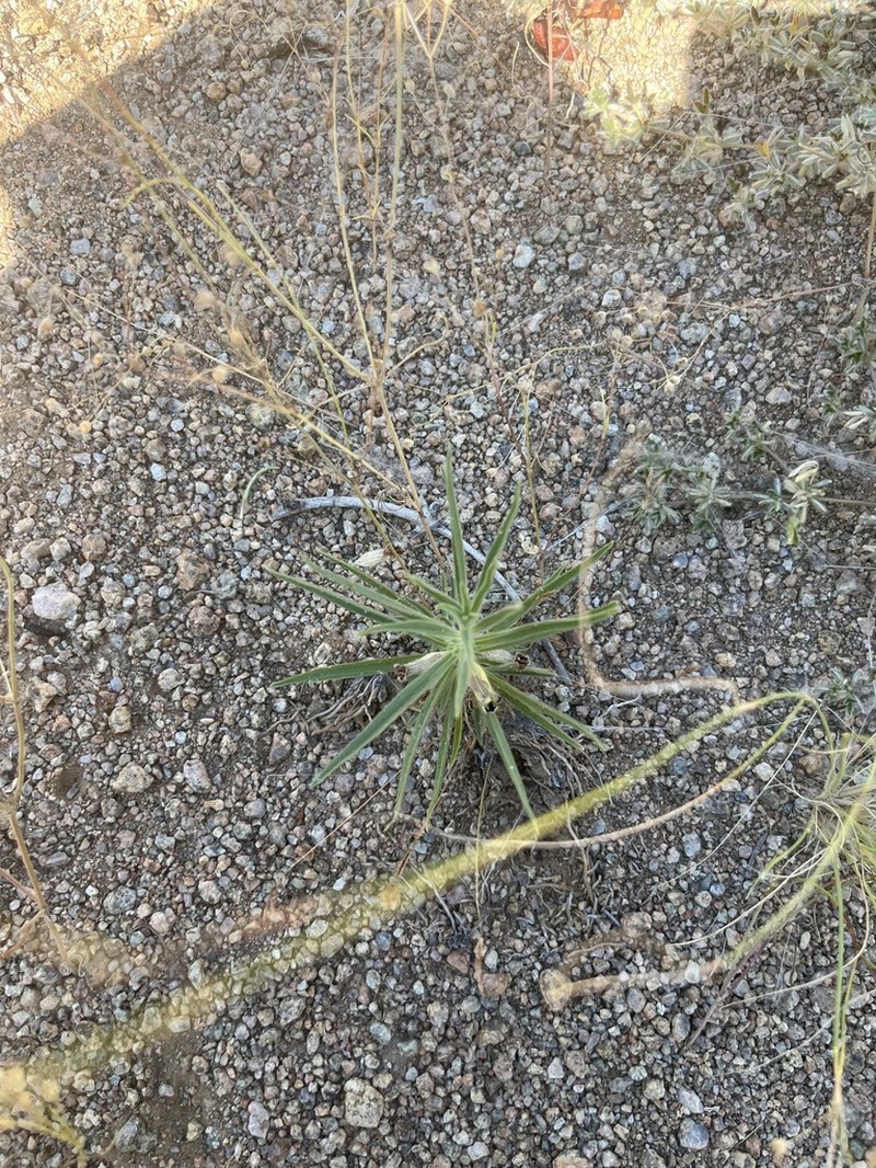 Aptosimum glandulosum
