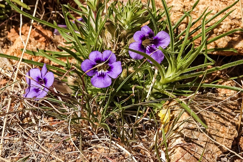 Aptosimum glandulosum photo 5