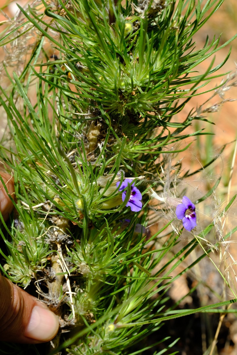 Aptosimum glandulosum photo 6