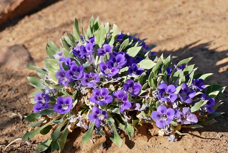 Aptosimum indivisum