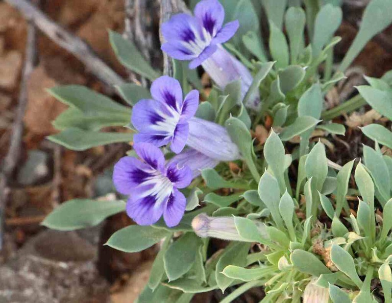 Aptosimum indivisum photo 2