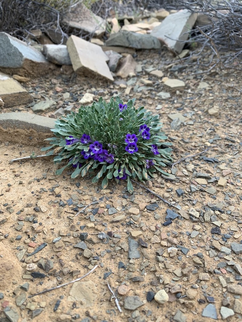 Aptosimum indivisum photo 3